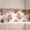 Декор Opoczno Royal Garden Flower 29,7 х60 см